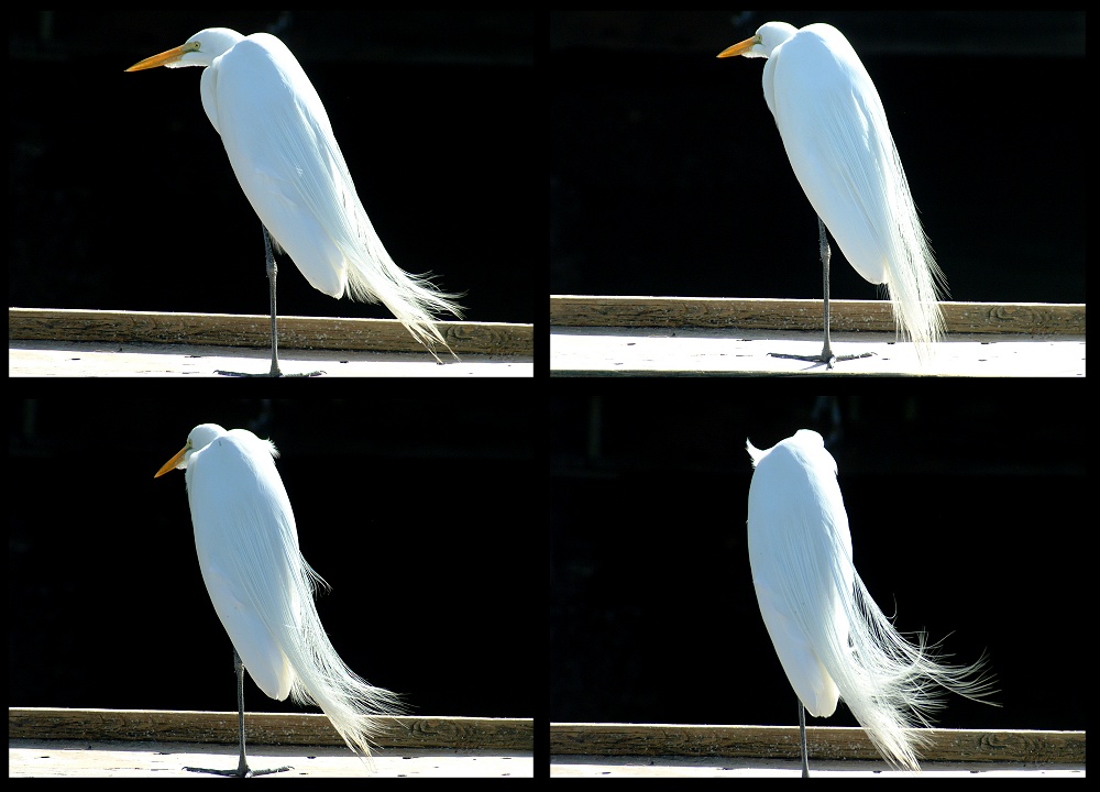 (23) egret montage.jpg   (1000x720)   168 Kb                                    Click to display next picture